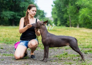 woman gives a command to her Mexican Hairless Dog. Dog training.